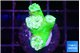 Duncanopsammia green 4 polyps WYSIWYG acclimaté