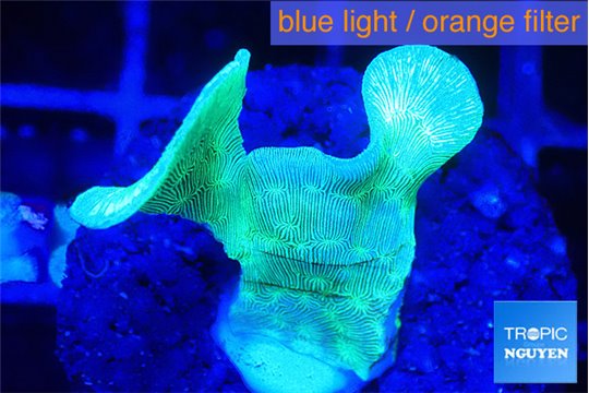 Pavona cactus green 1-3 cm WYSIWYG acclimaté