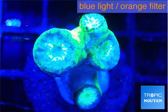Duncanopsammia green 3 4 polyps WYSIWYG acclimaté