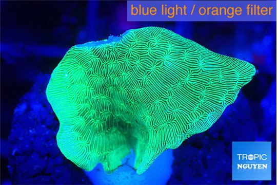 Pavona cactus green 1-3 cm WYSIWYG acclimaté