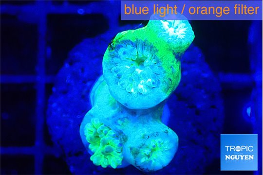 Duncanopsammia green 4 polyps WYSIWYG acclimaté