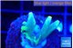 Acropora golden banana 1-2 cm WYSIWYG acclimaté
