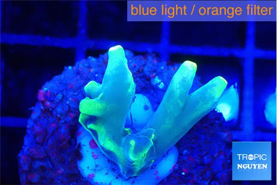 Acropora golden banana 1-2 cm WYSIWYG acclimaté