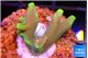 Acropora golden banana 1-2 cm WYSIWYG acclimaté