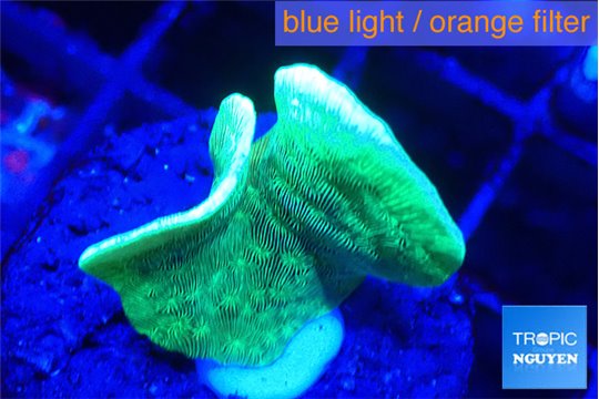 Pavona cactus green 1-3 cm WYSIWYG acclimaté