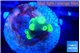 Acropora golden banana 1-2 cm WYSIWYG acclimaté