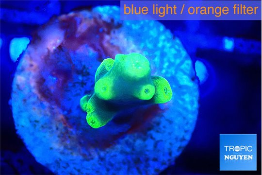 Acropora golden banana 1-2 cm WYSIWYG acclimaté