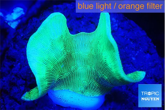 Pavona cactus green 1-2 cm WYSIWYG acclimaté