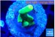 Acropora golden banana 1-2 cm WYSIWYG acclimaté