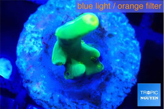 Acropora golden banana 1-2 cm WYSIWYG acclimaté