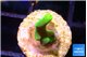 Acropora golden banana 1-2 cm WYSIWYG acclimaté