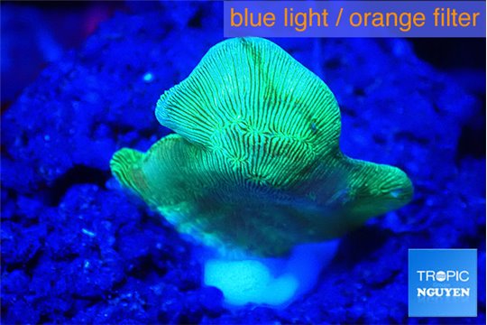 Pavona cactus green 1-2 cm WYSIWYG acclimaté