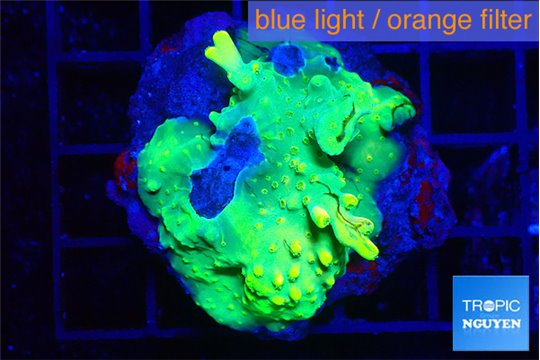 Acropora golden banana 3-5 cm WYSIWYG acclimaté