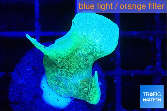 Pavona cactus green 1-2 cm WYSIWYG acclimaté