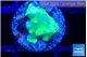 Acropora golden banana 1-2 cm WYSIWYG acclimaté