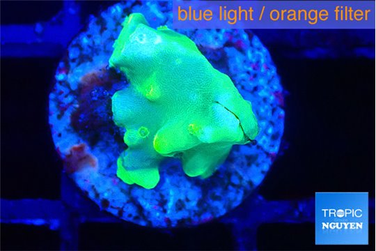 Acropora golden banana 1-2 cm WYSIWYG acclimaté