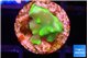 Acropora golden banana 1-2 cm WYSIWYG acclimaté