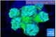Duncanopsammia green 5-6 polyps WYSIWYG acclimaté