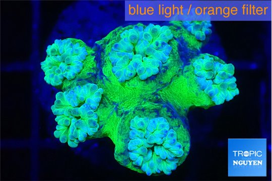 Duncanopsammia green 5-6 polyps WYSIWYG acclimaté