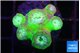 Duncanopsammia green 5-6 polyps WYSIWYG acclimaté