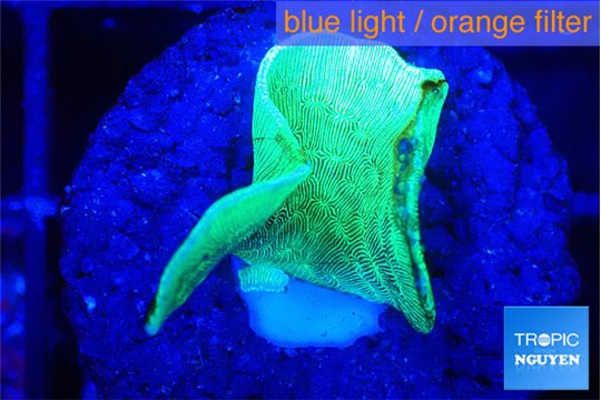 Pavona cactus green 1-2 cm WYSIWYG acclimaté