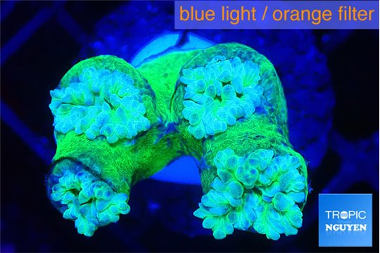 Duncanopsammia green 4 polyps WYSIWYG acclimaté