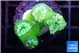 Duncanopsammia green 4 polyps WYSIWYG acclimaté