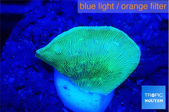 Pavona cactus green 1 cm WYSIWYG acclimaté