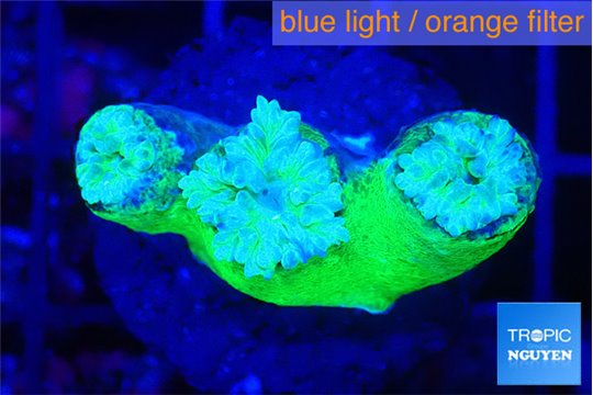 Duncanopsammia green 3 polyps WYSIWYG acclimaté