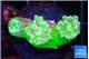 Duncanopsammia green 3 polyps WYSIWYG acclimaté