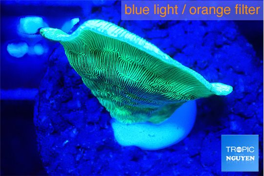 Pavona cactus green 1-2 cm WYSIWYG acclimaté