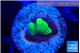 Acropora golden banana 1 cm WYSIWYG acclimaté