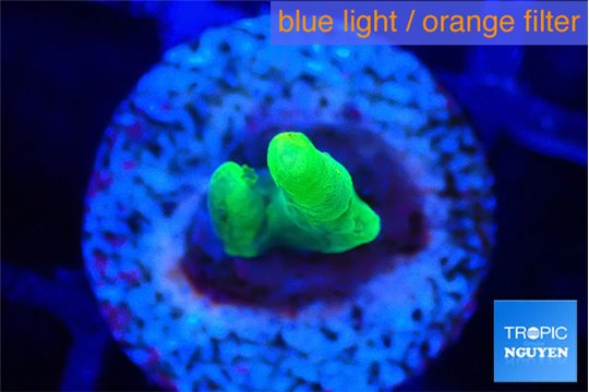 Acropora golden banana 1 cm WYSIWYG acclimaté