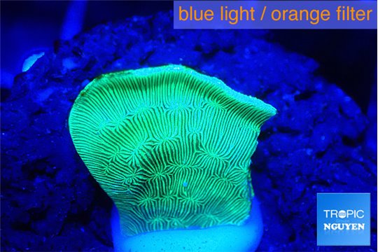 Pavona cactus green 1-2 cm WYSIWYG acclimaté