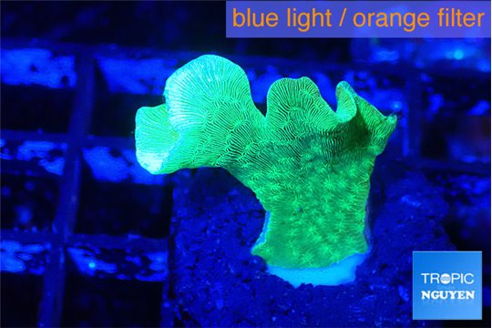 Pavona cactus green 2-3 cm WYSIWYG acclimaté