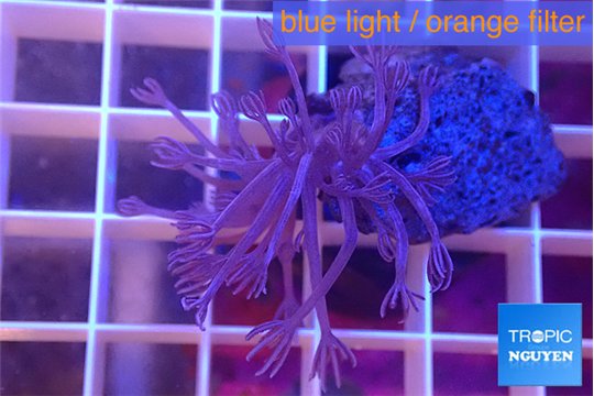 Xenia pumping 2-3 cm WYSIWYG acclimaté