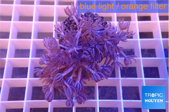 Xenia pumping 3-5 cm WYSIWYG acclimaté