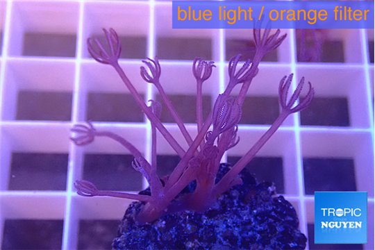 Xenia long polyps 1-2 cm WYSIWYG acclimaté