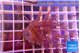 Xenia long polyps 2-4 cm WYSIWYG acclimaté