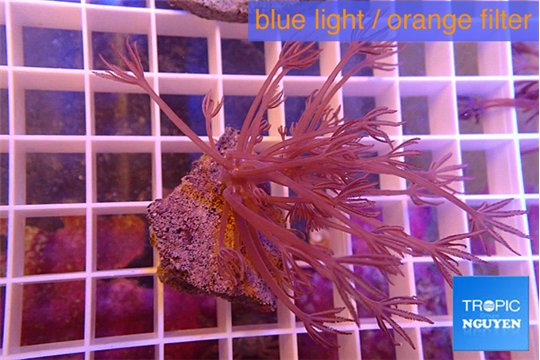 Xenia long polyps 2-4 cm WYSIWYG acclimaté