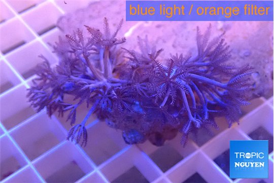 Xenia pumping 4-6 cm WYSIWYG acclimaté