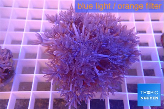 Xenia pumping 5-8 cm WYSIWYG acclimaté