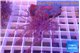 Xenia long polyps 3-6 cm WYSIWYG acclimaté