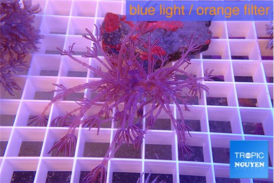 Xenia long polyps 3-6 cm WYSIWYG acclimaté