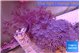 Xenia combo puming & long polyps 8-12 cm WYSIWYG acclimaté