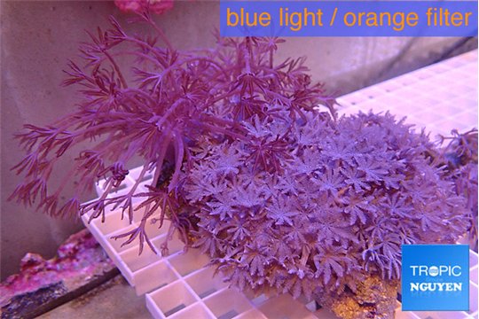 Xenia combo puming & long polyps 8-12 cm WYSIWYG acclimaté