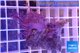 Xenia long polyps 3-6 cm WYSIWYG acclimaté