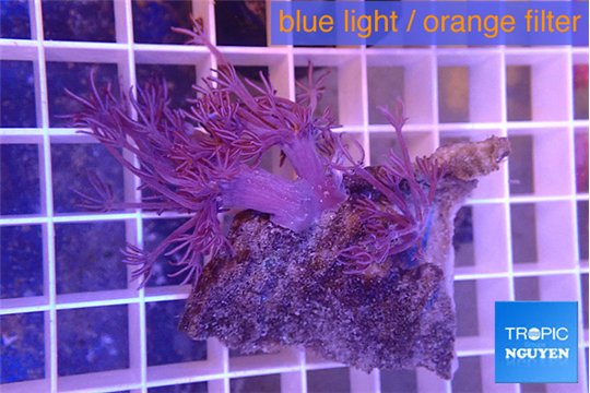 Xenia long polyps 3-6 cm WYSIWYG acclimaté