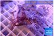 Xenia combo puming & long polyps 4-5 cm WYSIWYG acclimaté