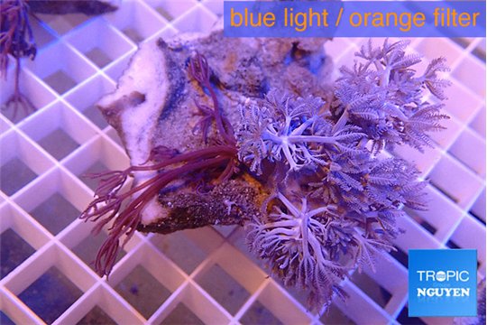 Xenia combo puming & long polyps 4-5 cm WYSIWYG acclimaté
